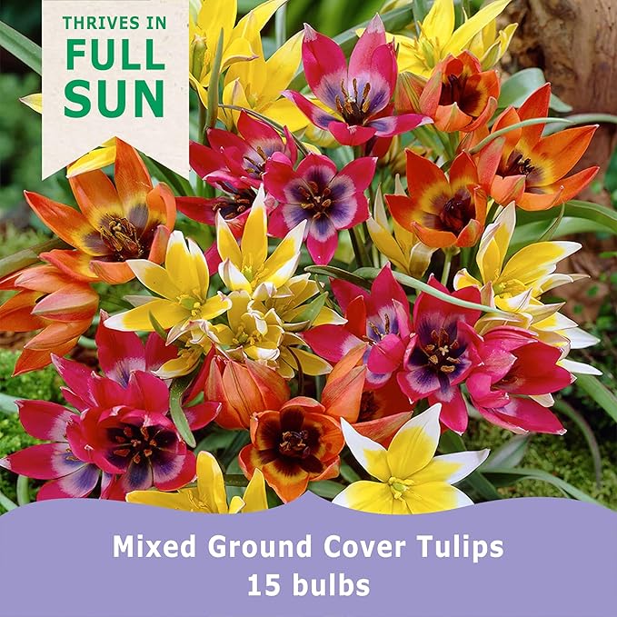 Mixed Ground Cover Tulip Bulbs (15-Pack) Low-Growing Tulips Bulbs for Fall Planting – Colorful Tulips for Borders, Beds & Walkways