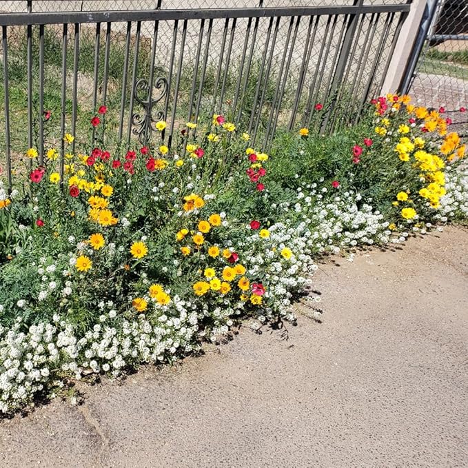 New Mexico Wildflower Seed Mix, Covers 325 Sq Ft, 14 Flower Varieties, Over 30,000 Seeds, Created By Nature