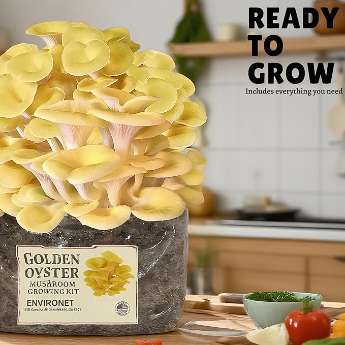 Golden Oyster Mushroom Growing Kit, Starter-Friendly & Fast Harvest Mushrooms Growing Kit, Handmade in USA, Great Gift