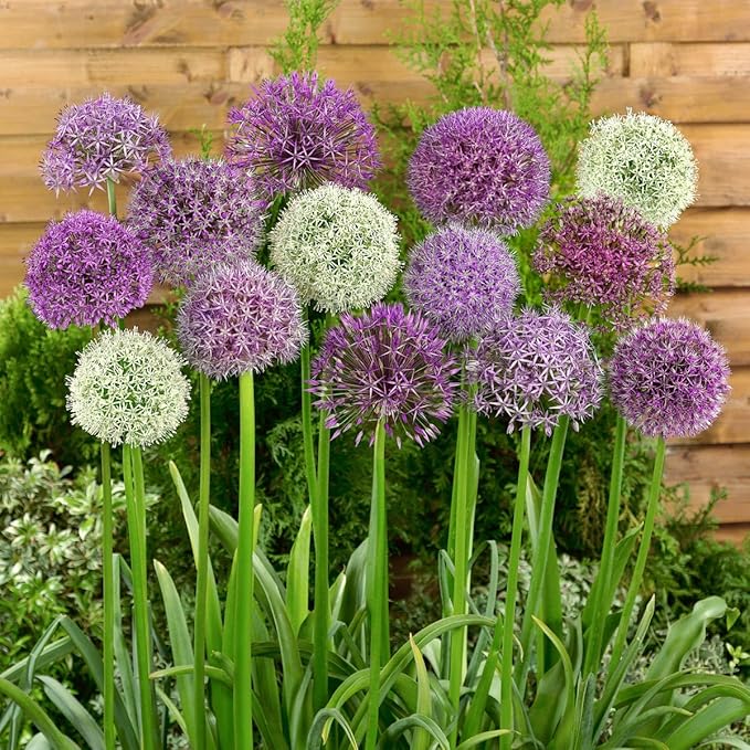 BRECK's - Giant Allium Bulbs, Dormant Spring Flowering Bulb Mixture, 15 Bulbs per Offer - Due to State restrictions Can't Ship to ID or WA