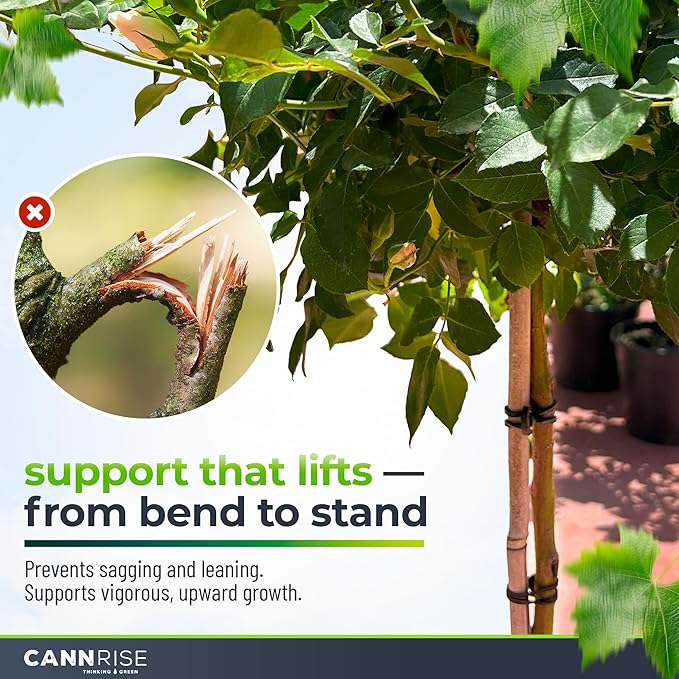 Anchor Rubber Bands for Trellising – 33 Pack of 12 cm/4.72 inches Rubber Bands for Outdoor Plant Support, Climbing Plants, Grape Vines, Trees – UV-Protected, Elastic, Multi-Purpose Use