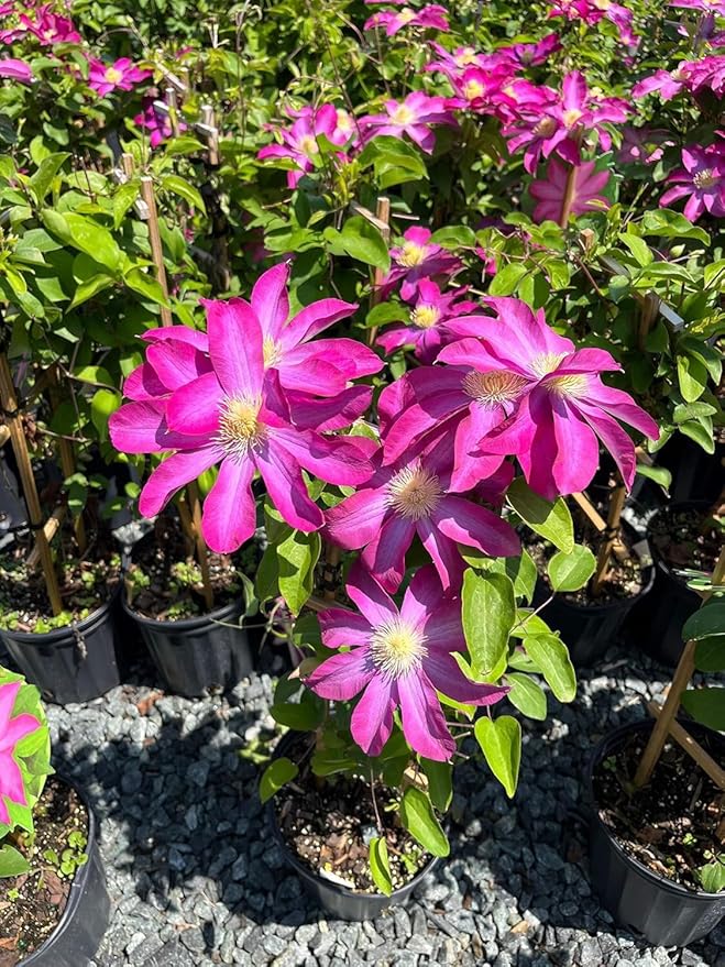 Perennial Farm Clematis 'Pink Champagne' Hybrid – Live Flowering Vine in 4 Quart Container, Large Rose-Pink Blooms with Contrasting Centers, Long Blooming, Ideal for Trellises, Arbors & Containers