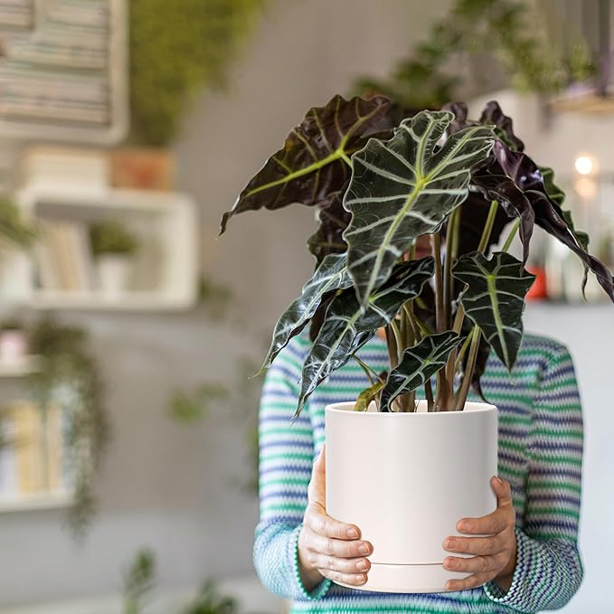 D'vine Dev Set of 2 Plants Pots, 8.2 Inch Ceramic Planter Pot for Plants with Drainage Hole and Saucer, Oatmeal, 94-V-D-8