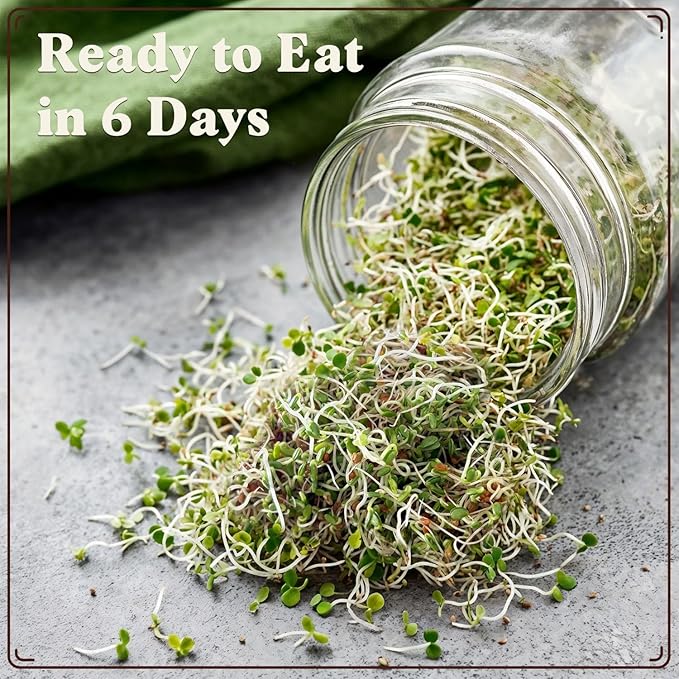 Seedboy Organic Clover Seeds for Sprouting - Non-GMO, USA Grown Microgreens Sprouting Seeds Mix - Makes 8 Quarts of Sprouts, 24 Servings (8 oz) (Red Clover)