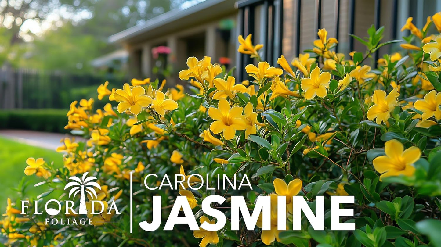 Carolina Jasmine | 30 Live Plants | Gelsemium sempervirens | Fast-Growing Flowering Vine for Trellises & Fences | Climbing Landscape Plants