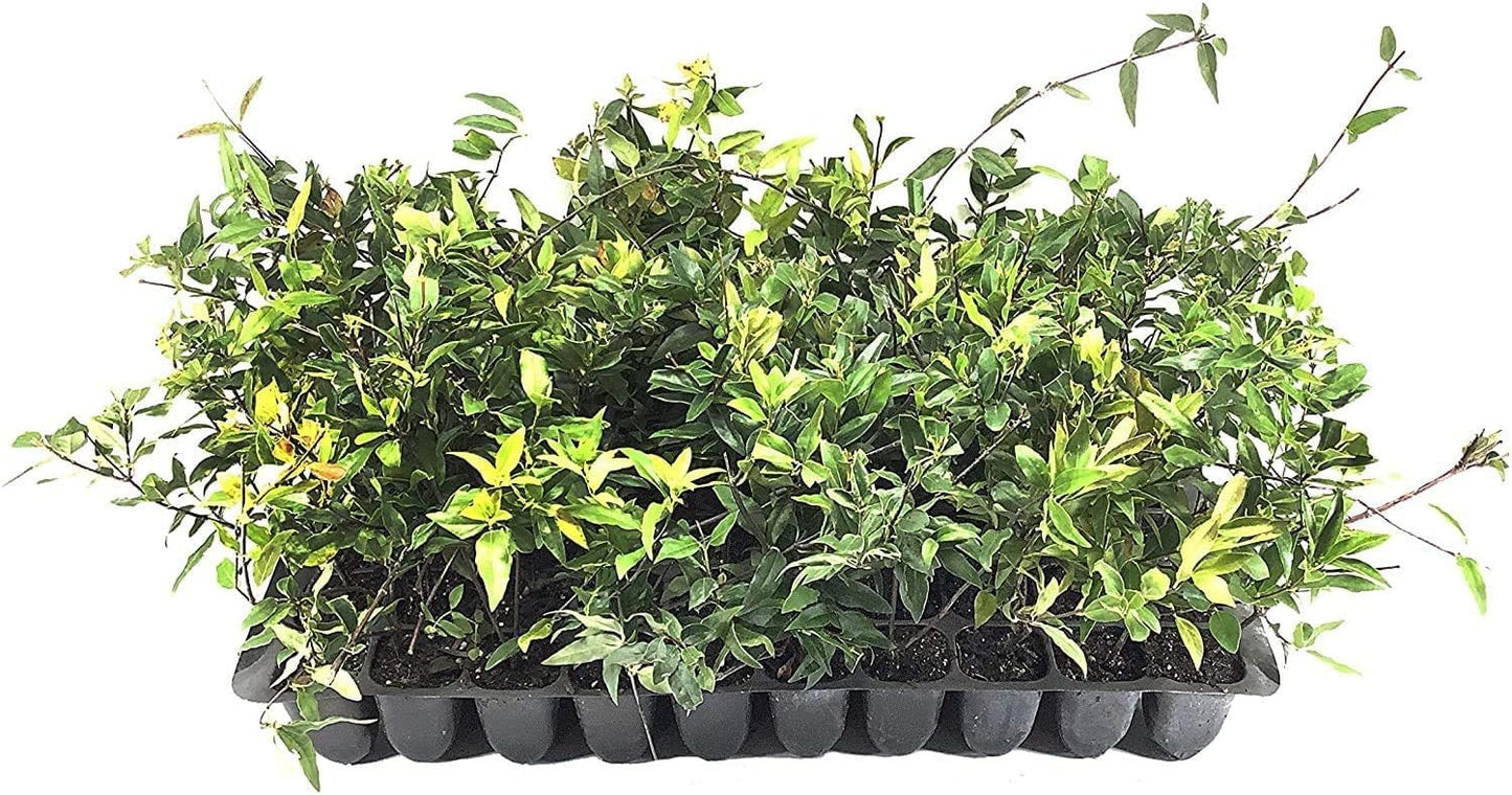 Carolina Jasmine | 10 Live Plants | Gelsemium Sempervirens | Fragrant Yellow Blooms, Evergreen Vine, Low Maintenance, Fast Growing, Climbing, Attracts Pollinators, Garden Trellis