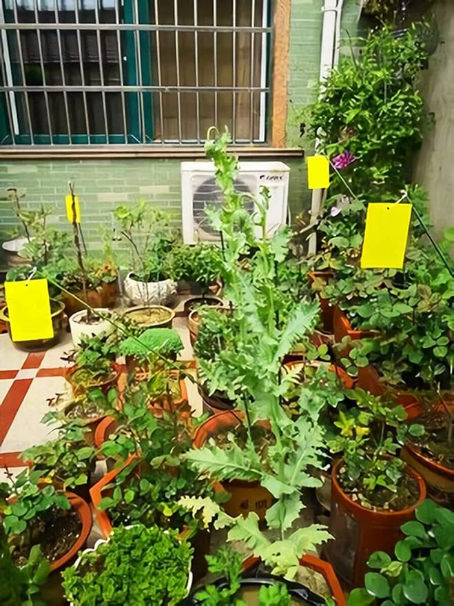 Faicuk Yellow Dual-Sided Sticky Fly Traps for Plant Insect Like Aphids, Fungus Gnats, Leaf Miners and White Flies (10 Pack)