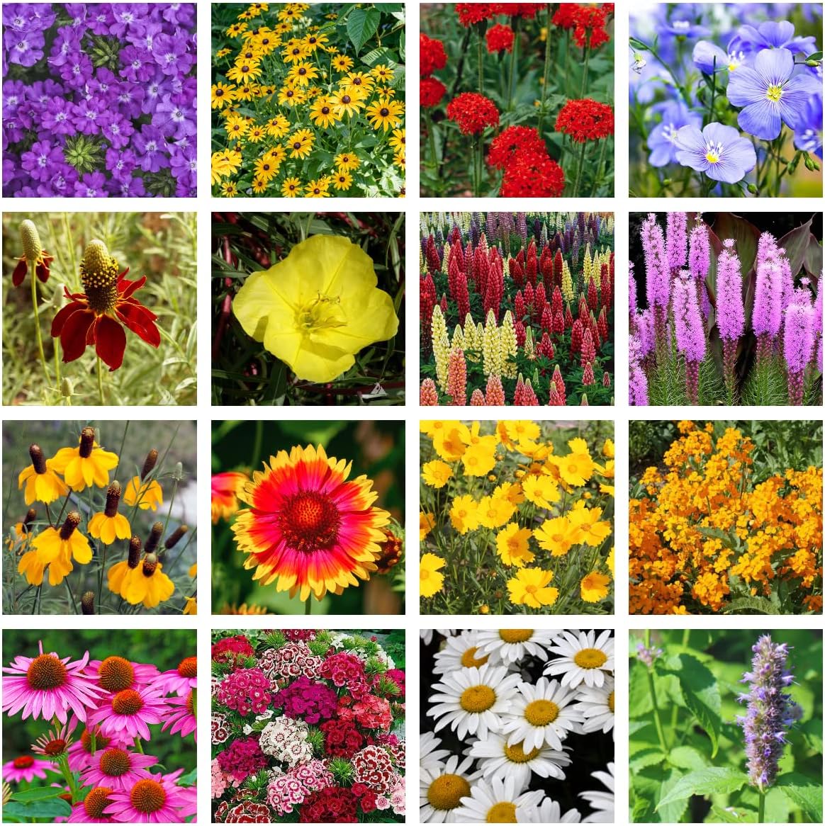 Bulk Wildflower Seed Shaker – Perennial Flower Seeds Mix to Plant Anywhere, by Geva Grow | 20 - Different Type Beautiful Perennial Wildflower Seeds Bulk 900,000+ Seeds, 1 Pound Tub