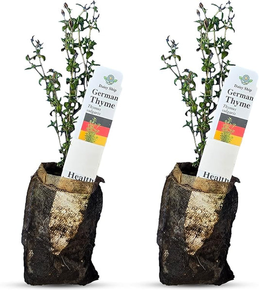 German Thyme Plants - Perfect for Indoor or Outdoor Gardening, High in Antioxidants, Fragrant and Flavorful Herb (2 ger Thyme Bags)