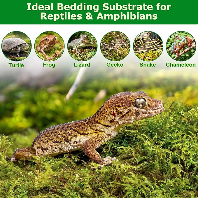 Legigo 7OZ Premium Forest Moss for Plants, 8 QT Natural Green Sphagnum Moss for Potted Plants, Dried Orchid Moss Potting Mix, Soft Real Moss Decorative for Houseplants Orchids Succulents Reptiles