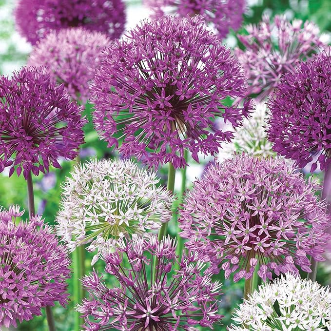 BRECK's - Giant Allium Bulbs, Dormant Spring Flowering Bulb Mixture, 15 Bulbs per Offer - Due to State restrictions Can't Ship to ID or WA