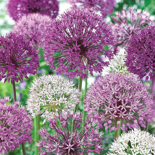 BRECK's - Giant Allium Bulbs, Dormant Spring Flowering Bulb Mixture, 15 Bulbs per Offer - Due to State restrictions Can't Ship to ID or WA