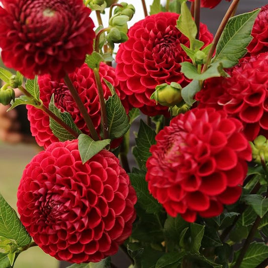 Cornel Dahlia Bulbs - Perennial Decorative Ball Dahlia - Large Blooms, Beautiful and Versatile Dahlia Flower Bulbs for Planting - Stunning Garden Display (2 Pack)