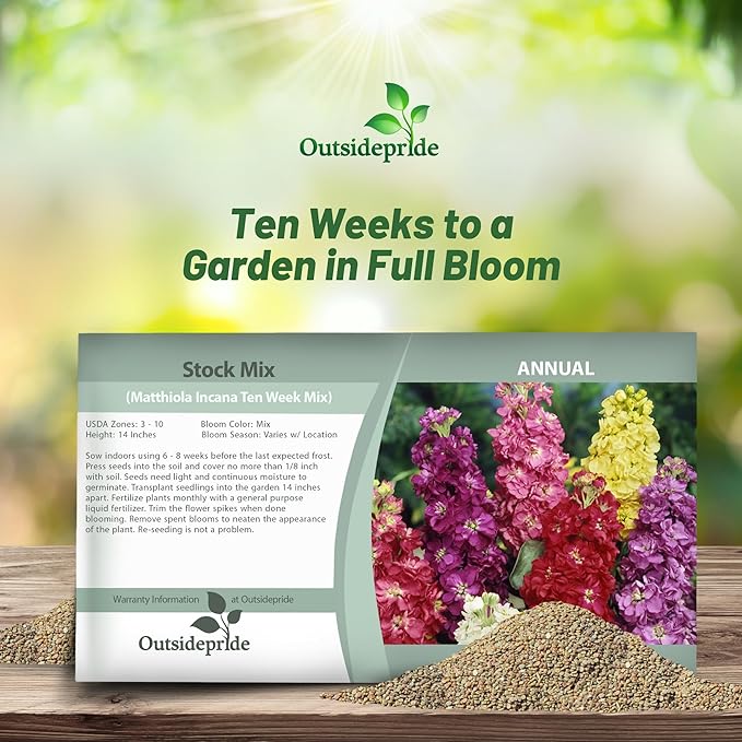 Outsidepride Ten Week Mix Mattiola Stock Seeds - 2000 Pcs Annual Flower Seeds for Planting with Fragrant Blooms That Attract Pollinators, Compact Growth, for Cut Flower Arrangements & Containers