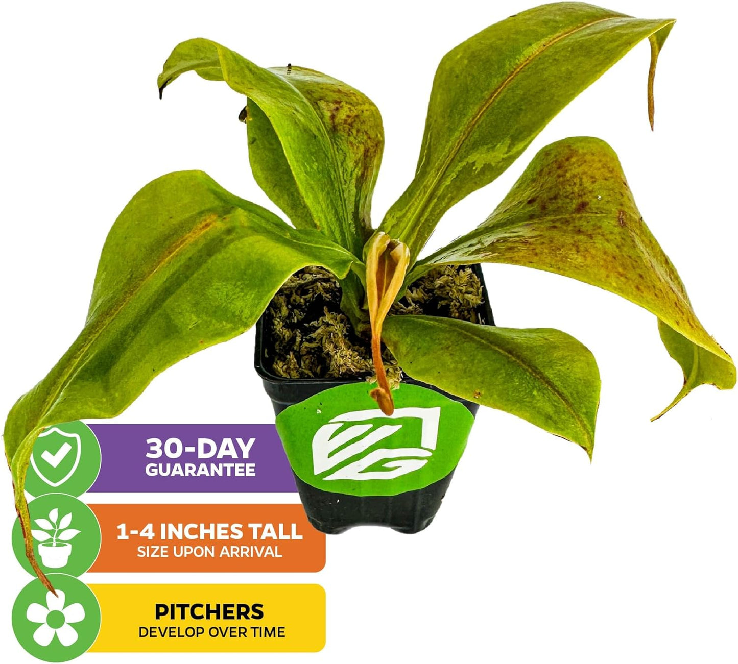 St. Gaya Pitcher Plant - Carnivorous Nepenthes by Wellspring Gardens - Unique Pitchers, Easy-Care, Indoor Plant, Striking Housplant - Fascinating Carnivorous - Starter Plant Aquatic Plant