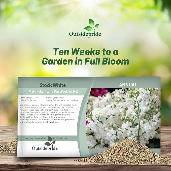 Outsidepride Ten Week White Mattiola Stock Seeds - 1000 Pcs Annual Flower Seeds for Planting with Fragrant Blooms That Attract Pollinators, Compact Growth, for Cut Flower Arrangements & Containers