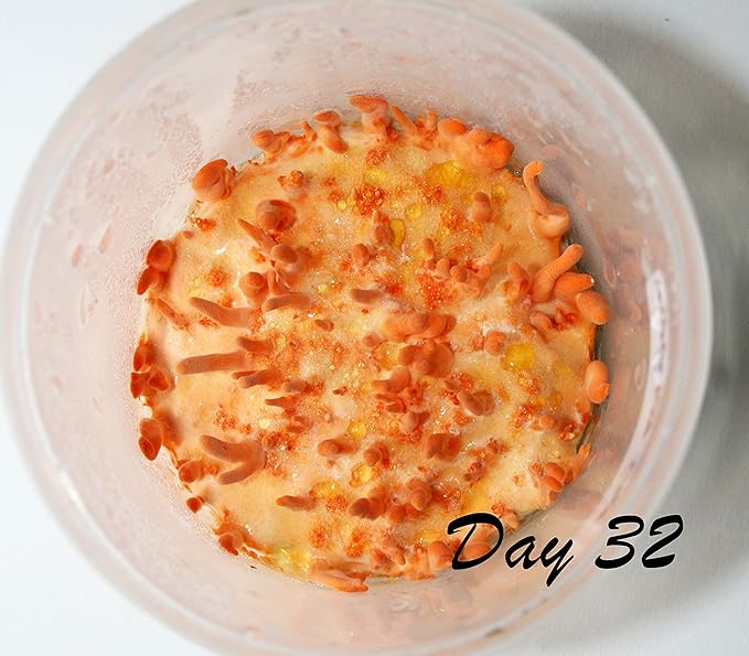 Root Mushroom Farm- Mushroom Grow kit -Cordyceps Militaris