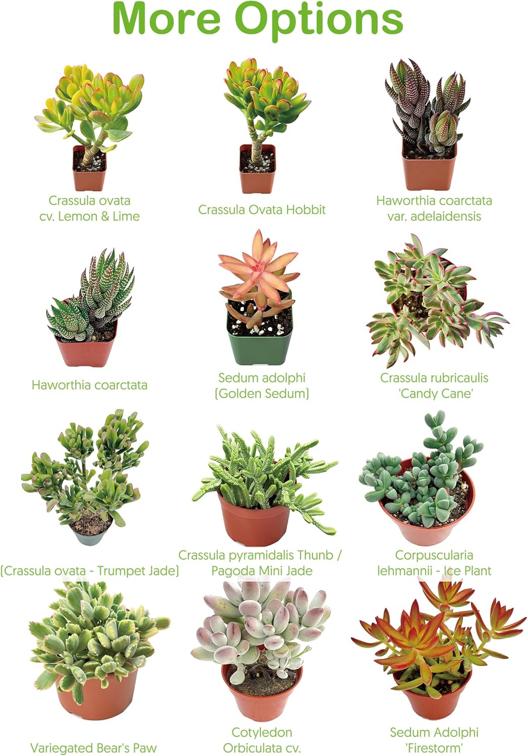 Live Succulent Ripple Jade, Approx 2-inch Large, Potted Succulents, Fully Rooted, Easy Care House Plants