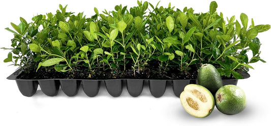 Pineapple Guava - 40 Live Plants - Feijoa Sellowiana - Edible Fruit and Flowering Foliage