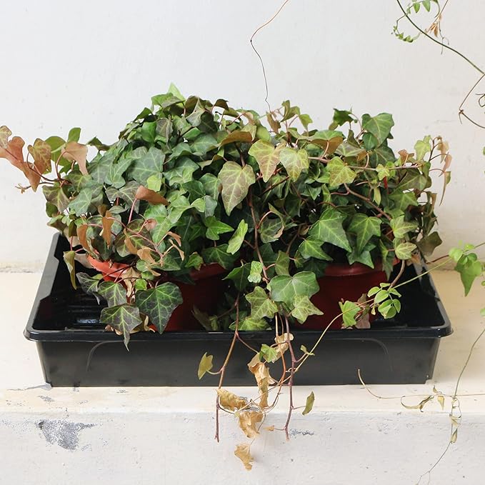 Gardzen 10 Pack Seed Trays, Reusable Plant Grow Trays, Ideal for Seed Starting, Microgreens, Indoor Gardening, and Greenhouse Plant Nurseries - No Drain Holes, 15.7" x 11.6"