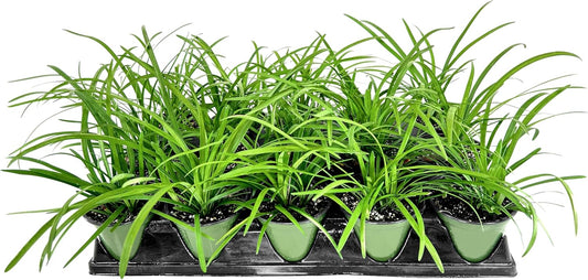 Big Blue Liriope Muscari - 12 Live 4 Inch Pots - Drought Tolerant Low Maintenance Evergreen Plants Grass Lilyturf