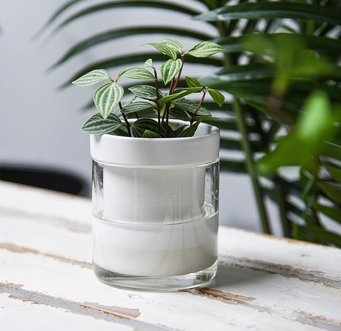 Phoenix Vine 4 Inch Self Watering Planter, White Terracotta Clay Pot with Glass Reservoir for Indoor Plants, Herbs, Flowers, Set of 4, 52-B-E-4