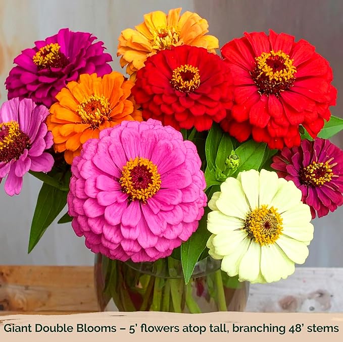 KVITER 550 California Giant Zinnia Seeds for 2025 (Zinnia Elegans) – Heirloom & Non GMO Double Blooms, Pollinator Magnet – Ideal Flower Seeds for Planting in Garden, Containers, Cutting Beds