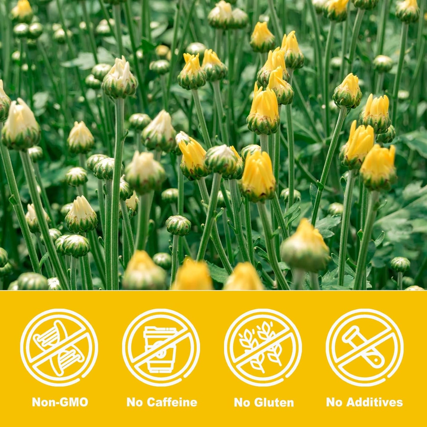 Olvvla - Chrysanthemum Tea - 4oz/114g - Top Grade Natural Dried Fetal Chrysanthemum Flowers - Health Tai Ju Herbal Tea - Caffeine-free