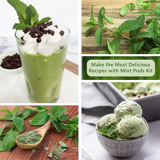 Mint Seed Pods for All Hydroponics Growing Systems, 12 Pods Herb Kit with Seeds of Peppermint, Grow Your Own Herb Garden at Home