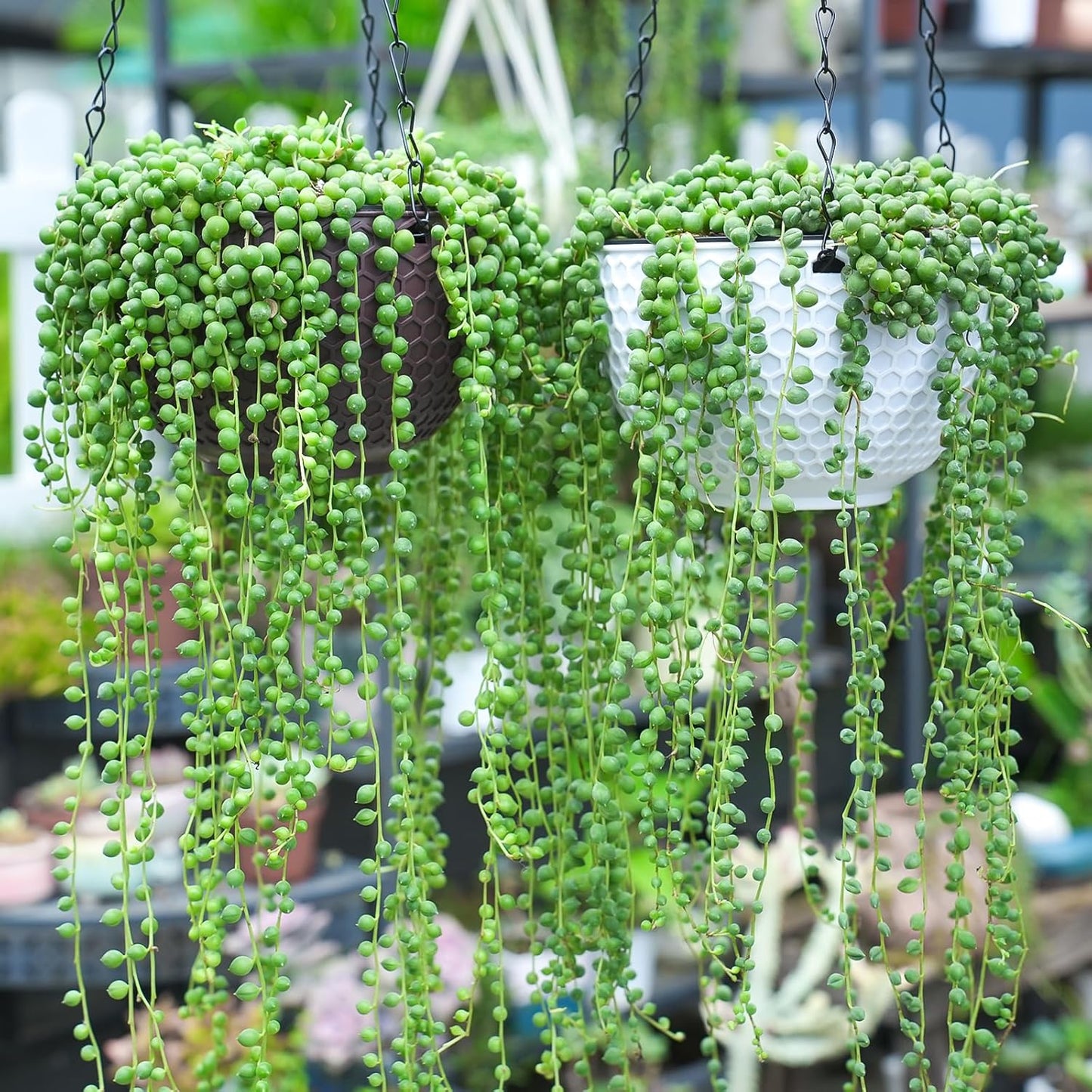 4" String of Pearls with White Stripe Pot, Live Trailing Succulent House Plant for Home Office Wedding Hanging Decoration, DIY Projects, Party Favor