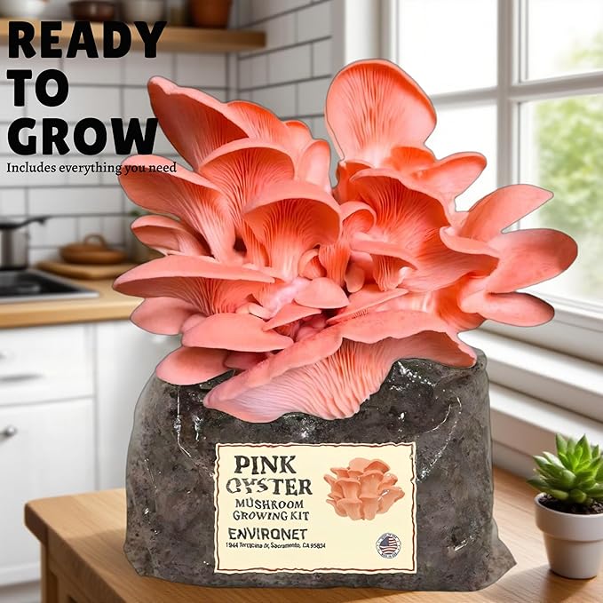 Pink Oyster Mushroom Growing Kit, Starter-Friendly & Fast Harvest Mushrooms Growing Kit, Handmade in USA, Great Gift