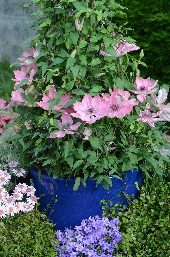 Perennial Farm Clematis Boulevard® Sarah Elizabeth™ Hybrid – Live Flowering Vine in 4 Quart Container, Soft Pink Blooms, Compact Habit, Long Blooming, Perfect for Trellises, Containers & Small Spaces