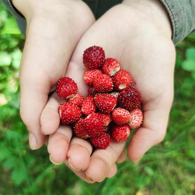 Back to the Roots Organic Wild Strawberry Grow Kit