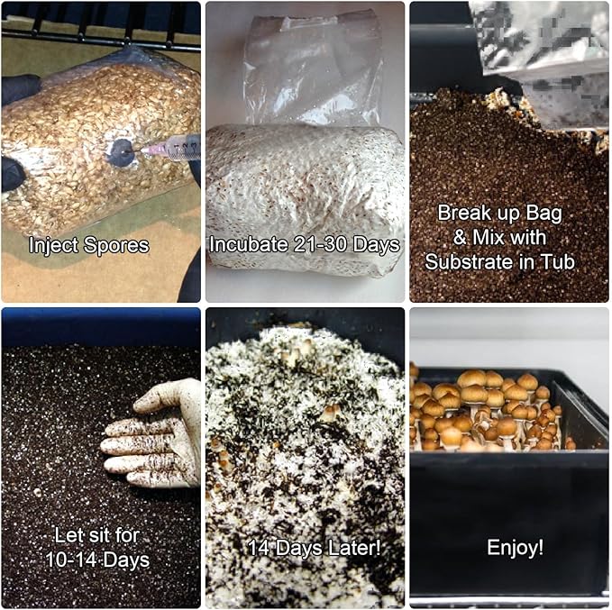 Mushroom Monotub Grow Kit | Complete Mushroom Grow Kit | for Dung-Loving Mushrooms | Includes sterilized Grain Spawn Bag, Bulk Substrate, Vermiculite, Filters & More! Just add Spores