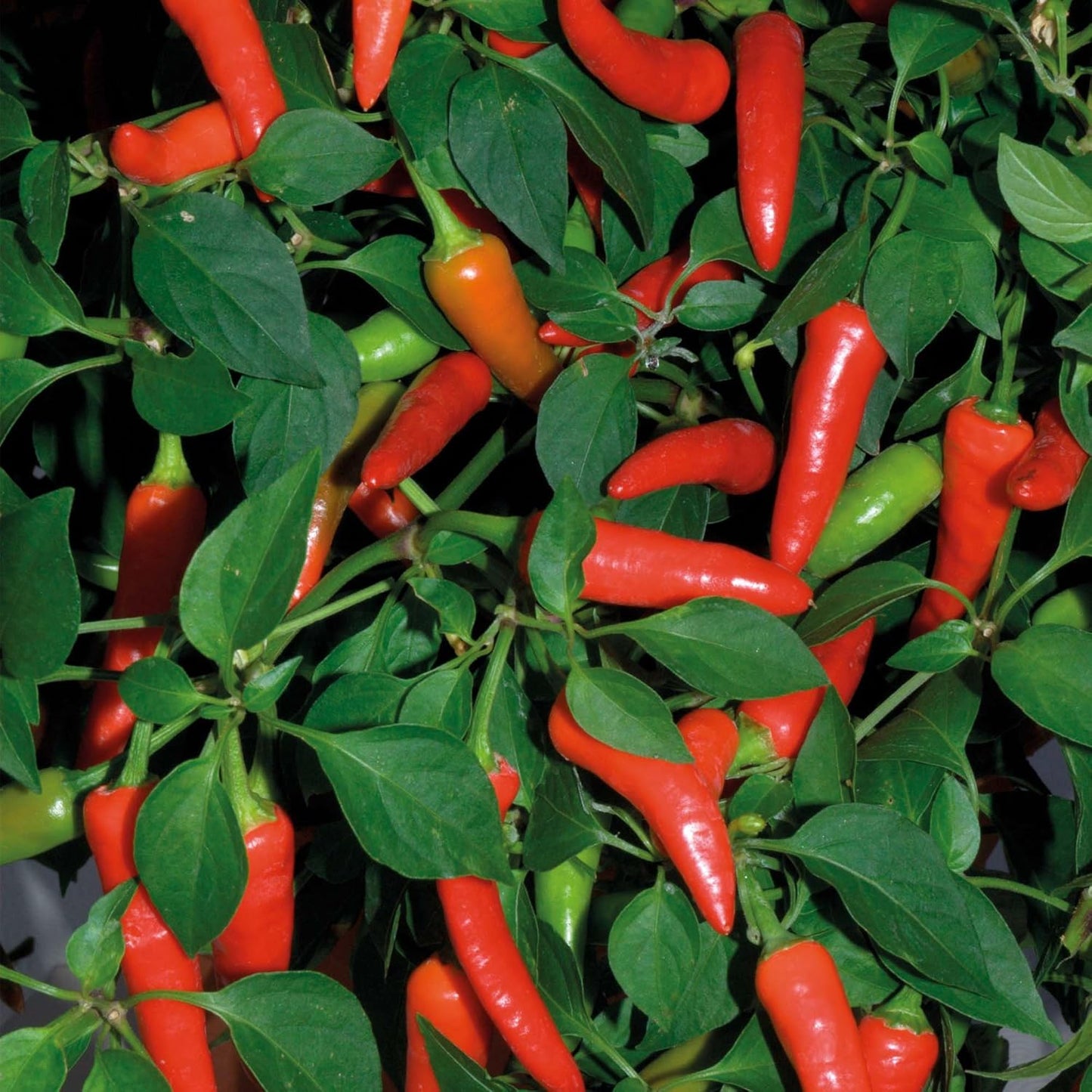Clovers Garden Super Chili Hot Pepper Plant - Two (2) Live Plants – Non-GMO - Not Seeds – Each 4"-8" Tall in 4 Inch Pots - 40K SHU