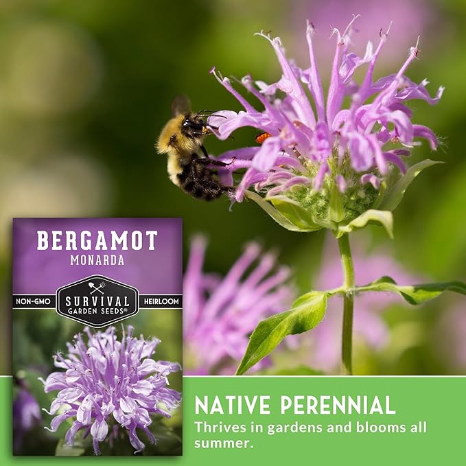 Survival Garden Seeds - Bergamot Herb (Bee Balm) Seed for Planting - 2 Packets with Instructions to Grow Monarda Fistulosa Wildflowers in Your Home Vegetable Garden - Non-GMO Heirloom Variety