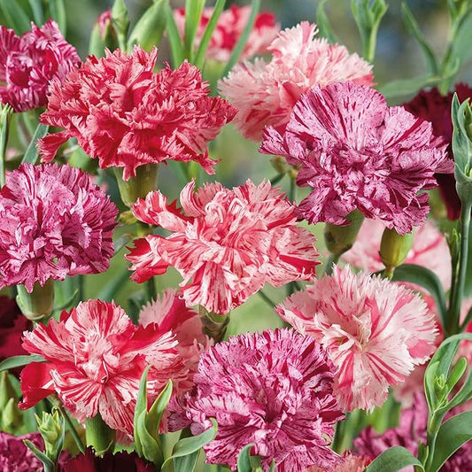 Eden Brothers Carnation Seeds - Picotee Mix