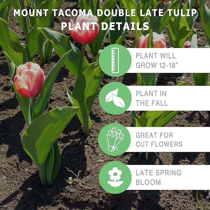 Mount Tacoma Double Late Tulip Bulbs (10-Pack) Elegant White Tulips for Fall Gardens – Hardy Tulip Bulbs for Fall Planting