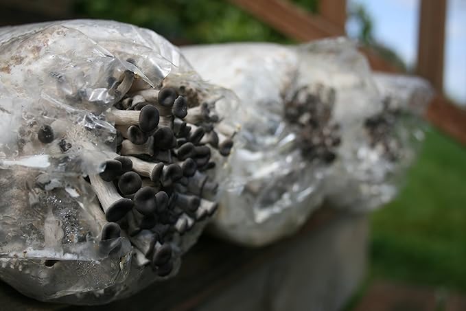 Two Mushroom Grow Kits, 3Lb Each (Two Blue Oyster Kits)