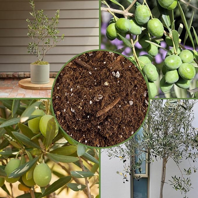 Olive Tree Potting Soil Mix (12 Quarts), for Planting, Repotting, and Growing Olive Bushes/Plants