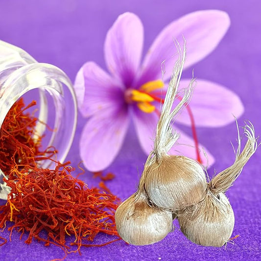 Saffron Crocus Flower Bulbs - Huge Bulbs, 9/10cm Each! Grow The World's Most Expensive Spice - Saffron Bulbs - Crocus Sativus (5)