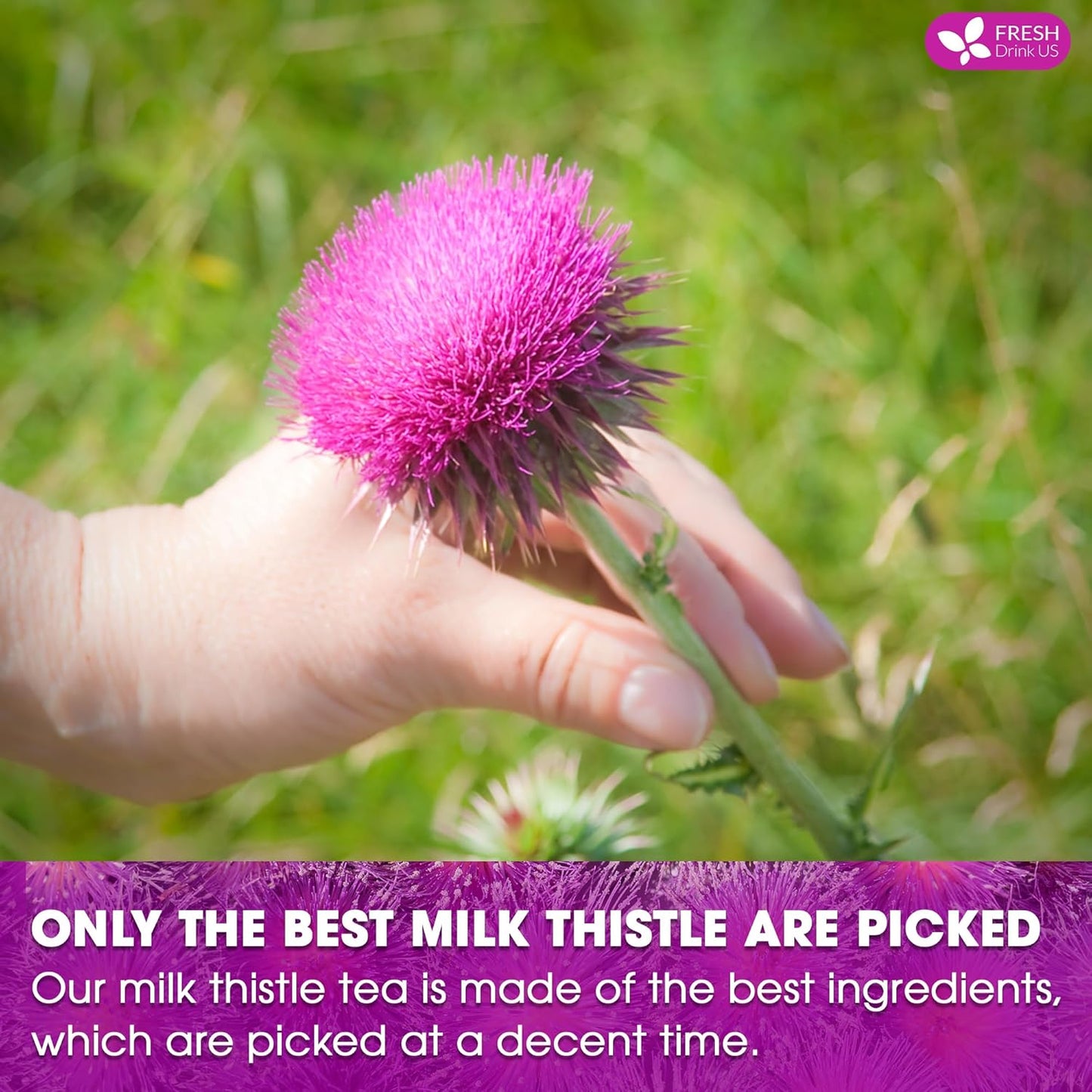 FreshDrinkUS, Premium 30 Milk Thistle Tea Bags, 100% Natural & Pure from Milk Thistle Seeds. Milk Thistle Seed Herbal Tea. Made with Natural Material Tea Bags. No Sugar, No Caffeine, No Gluten, Vegan.