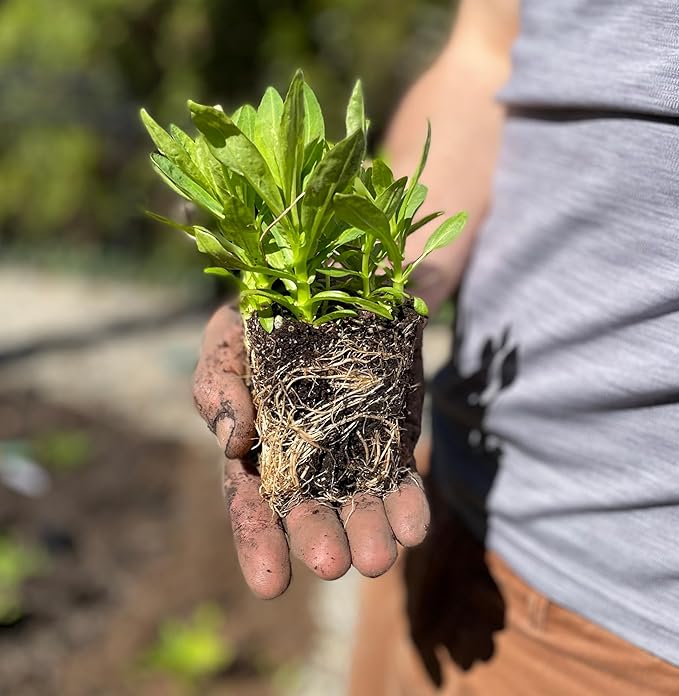 64 Outdoor Plants - Flowering Garden for Full Sun to Support Pollinators Including Perennial Native Plants Purple Coneflower, Butterfly Milkweed, Wild Bergamot and Smooth Blue Aster
