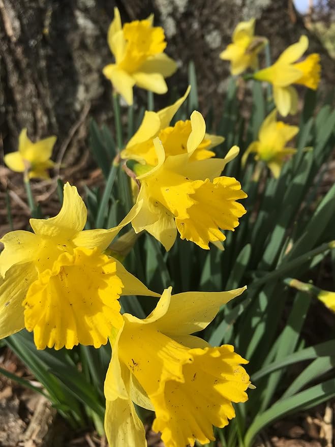 Dutch Master Daffodils (25 Bulbs) - Yellow Daffodil Narcissus Bulbs