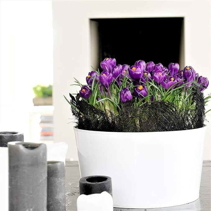 Easy to Grow Crocus Flower Record 20 Plant Bulbs - Violet Purple Flowers in Early Spring, Full Sun Outdoor Zones 3-8