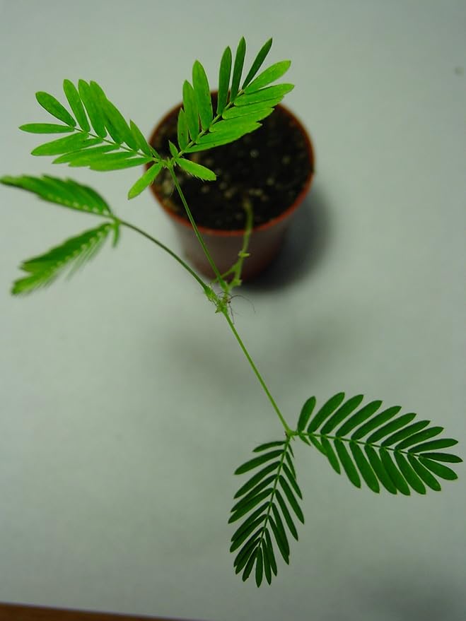 TickleMe Plant Egg Grow Kits (2) - Hatch Your Own TickleMe Plants Inside an Egg - Leaves Fold Up When You Tickle Them! Full Kit for Simple Growing - Or a Unique Easter Basket Stuffer Surprise