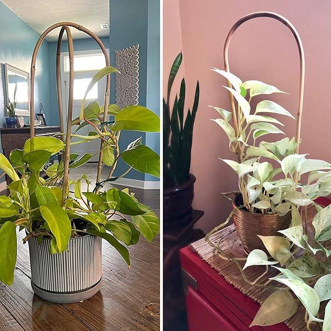 Avalution 16" Natural Bamboo Plants Trellis U-Hoop,Bamboo Gaeden Trellis U-Shape for Climbing Plant Support-20PCS