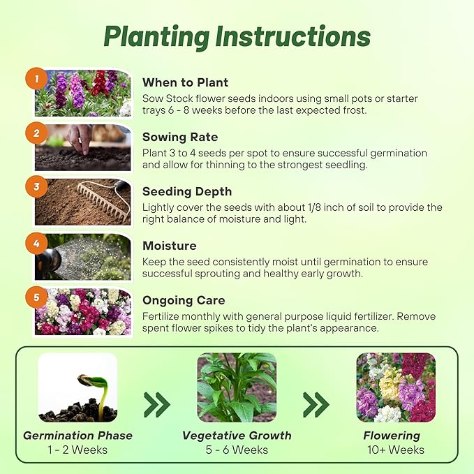 Outsidepride Ten Week Mix Mattiola Stock Seeds - 1000 Pcs Annual Flower Seeds for Planting with Fragrant Blooms That Attract Pollinators, Compact Growth, for Cut Flower Arrangements & Containers