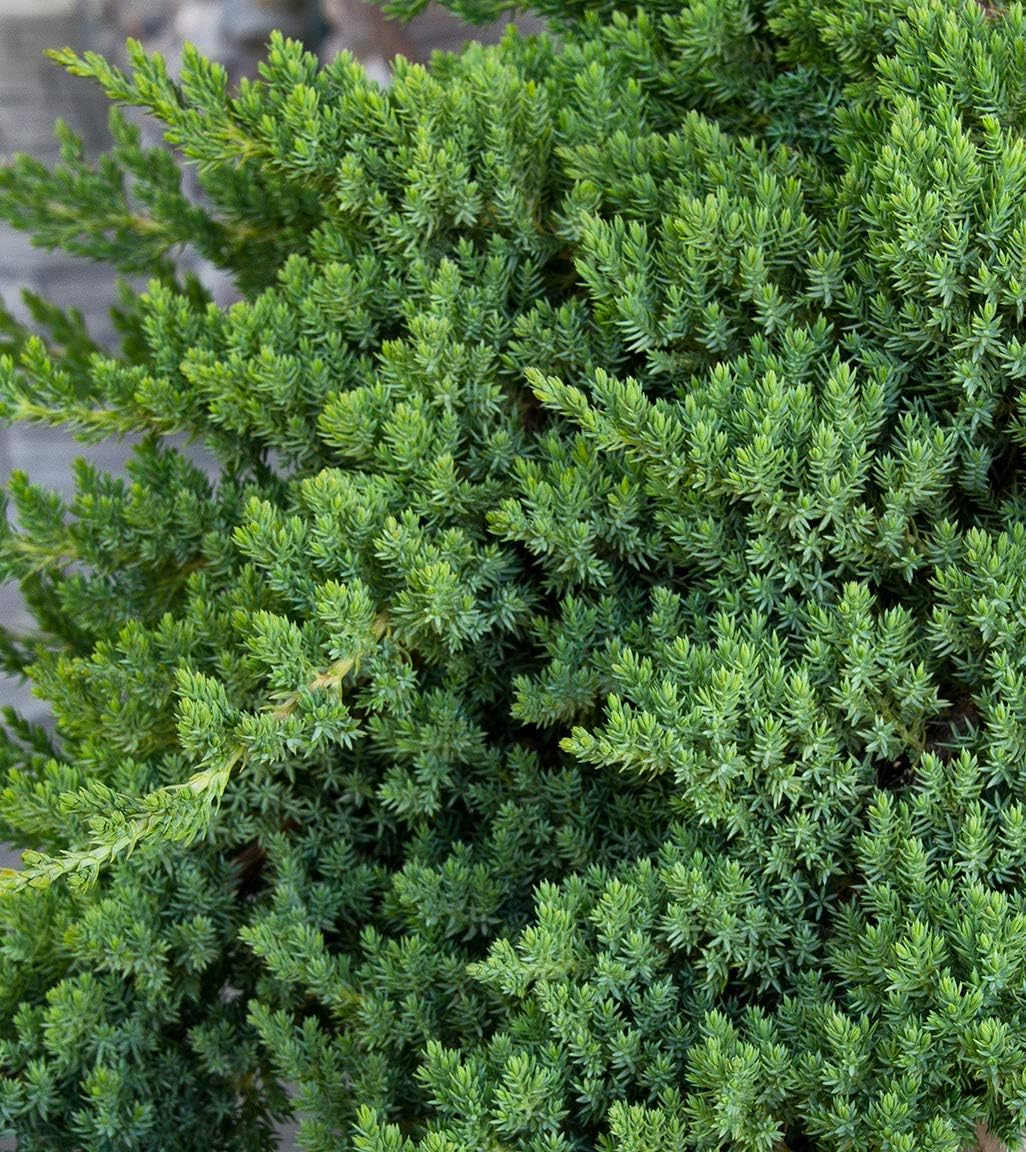 Juniper Procumbens Nana - 30 Live Plants - Drought Tolerant Evergreen Groundcover - Great for Bonsai