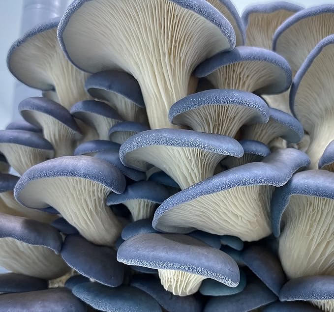 5 Pack Oyster Mushroom Liquid Cultures Starter Pack - Black Oyster, Blue Oyster, King Blue Oyster, Pearl Oyster, & Pink Oyster